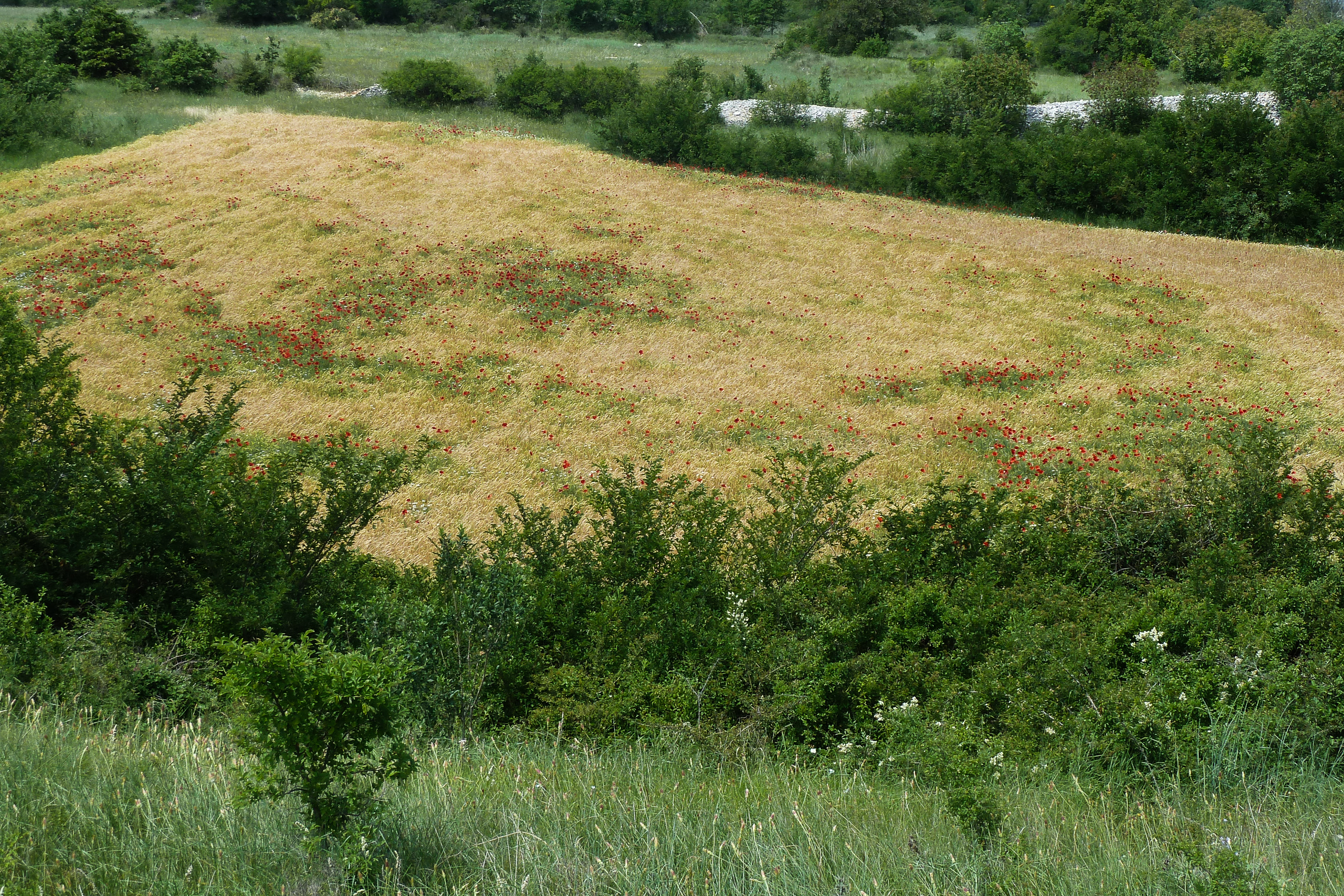 Getreidefeld mit Mohnblumen am Rand